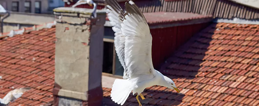 Residential Chimney Animal Removal Solution in Plainfield, NJ