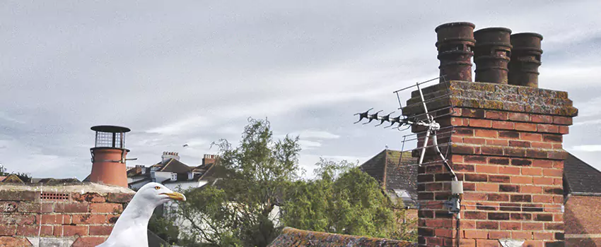 Chimney Cleaning And Restoration in Plainfield, New Jersey